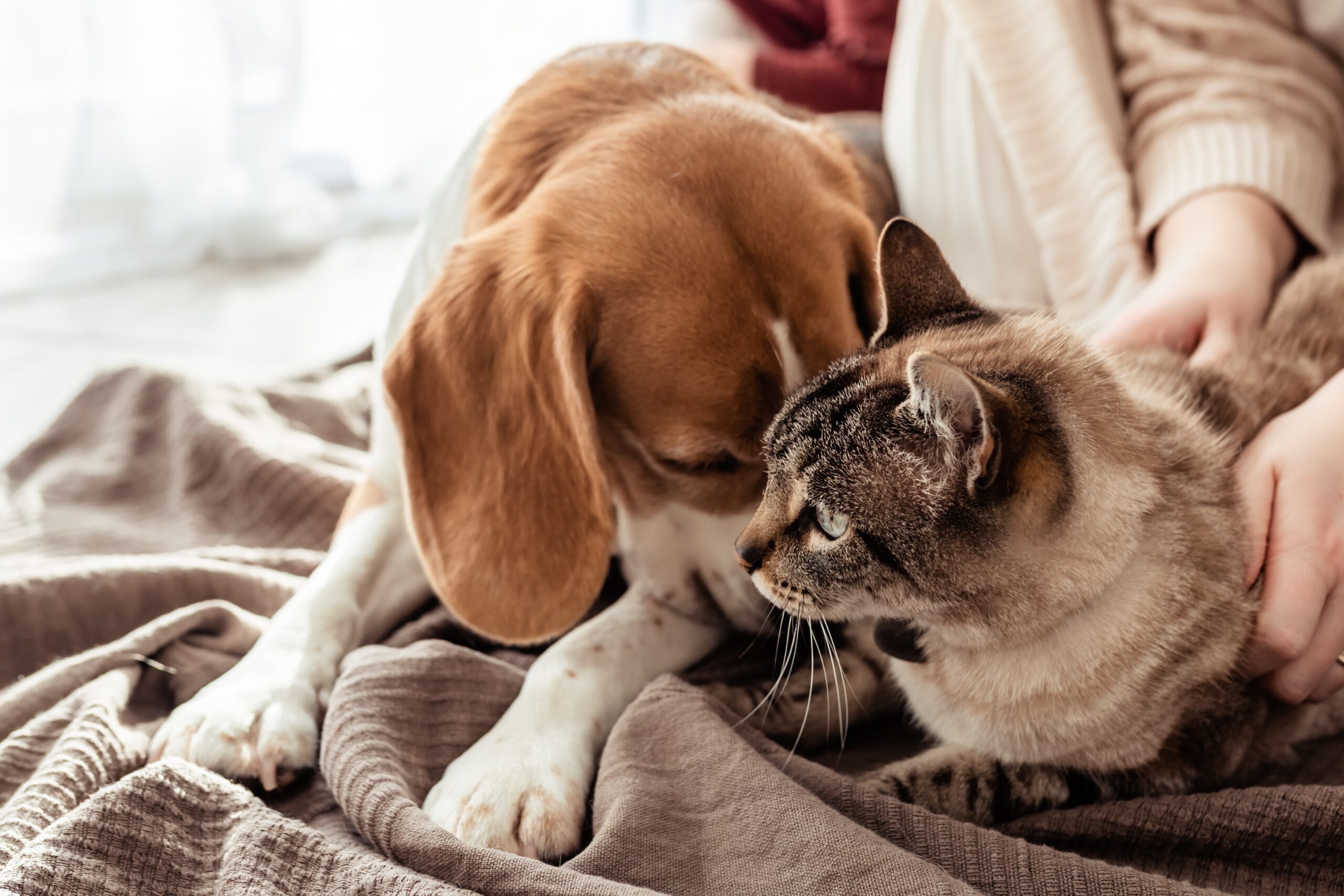 cat-and-dog-friendship-beagle-dog-lying-next-to-h-2022-11-15-18-06-31-utc